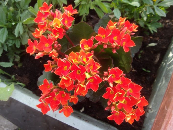 Kalanchoe.JPG